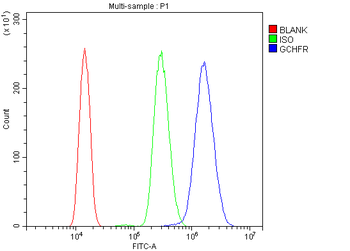 GCHFR Rabbit Polyclonal Antibody