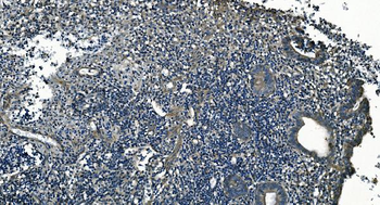 GNG7 Antibody