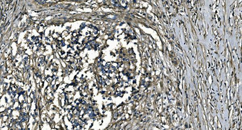 GNG7 Antibody