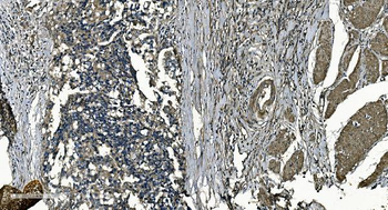 GNG7 Antibody