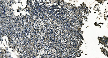 GNG7 Antibody