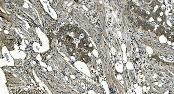 GNG7 Antibody