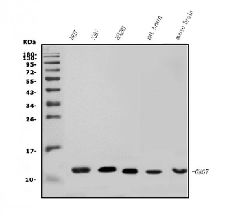 GNG7 Antibody