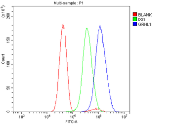 Grainyhead-like protein 1/GRHL1 Rabbit Polyclonal Antibody
