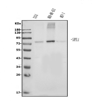 Grainyhead-like protein 1/GRHL1 Rabbit Polyclonal Antibody