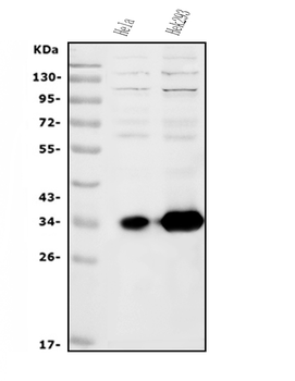 HOXC13 Rabbit Polyclonal Antibody