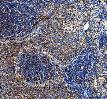 IL10 Antibody