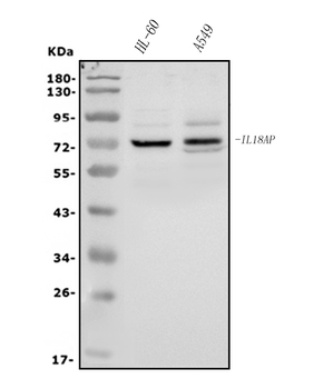 IL-18R Beta/IL-18RAP/IL Rabbit Polyclonal Antibody