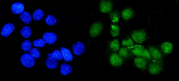 METTL1 Antibody
