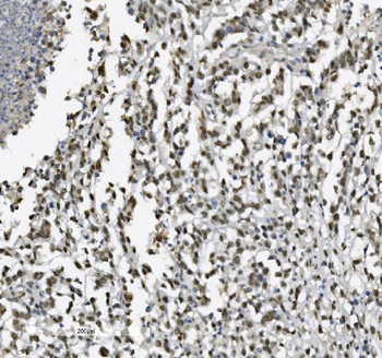 METTL1 Antibody