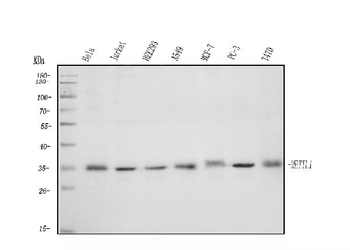 METTL1 Antibody