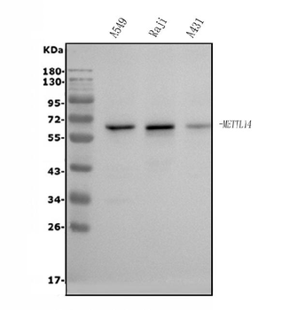 METTL14 Rabbit Polyclonal Antibody