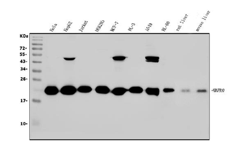 NDUFB10 Antibody