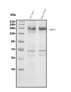 NRXN3 Rabbit Polyclonal Antibody