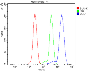Olig1 Rabbit Polyclonal Antibody