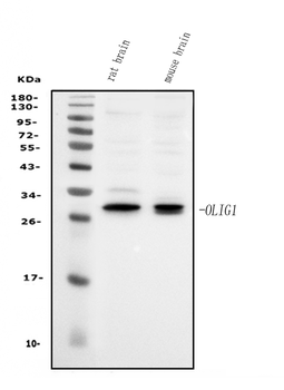 Olig1 Rabbit Polyclonal Antibody