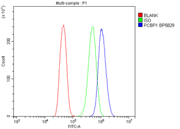 PCBP1 Antibody