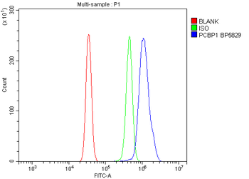 PCBP1 Antibody