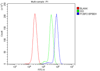 PCBP2/hnRNP E2 Rabbit Polyclonal Antibody