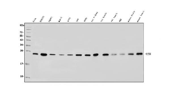 RAB1B Antibody