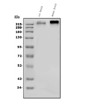 Scn2a Rabbit Polyclonal Antibody
