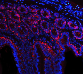 Tspan-8/Tspan8 Antibody