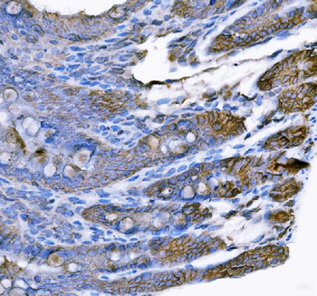 Tspan-8/Tspan8 Antibody