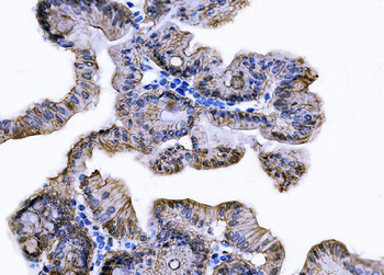 Tspan-8/Tspan8 Antibody