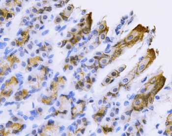 Tspan-8/Tspan8 Antibody