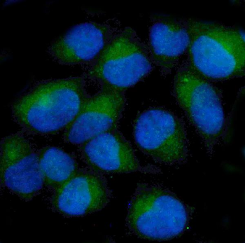 ch TOG/CKAP5 Mouse Monoclonal Antibody
