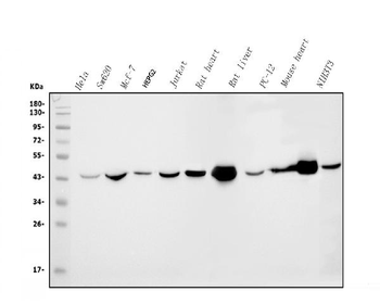 IDH2 Mouse Monoclonal Antibody