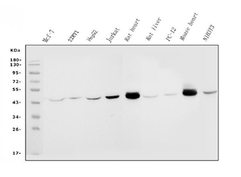 IDH2 Antibody (monoclonal, 2H4)