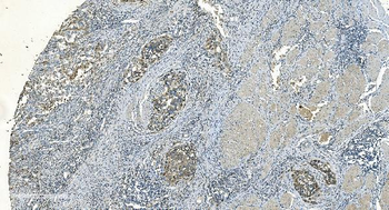 IDH2 Antibody (monoclonal, 2H4)