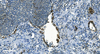 IDH2 Antibody (monoclonal, 2H4)