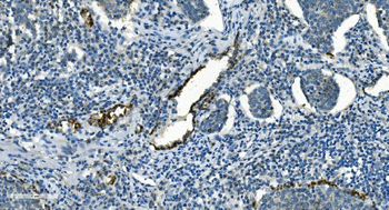 IDH2 Antibody (monoclonal, 2H4)