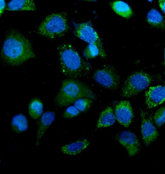 IDH2 Antibody (monoclonal, 6B13)