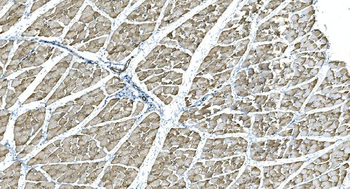 IDH2 Antibody (monoclonal, 6B13)