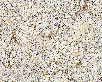 Filamin A/FLNA Antibody (monoclonal, 3F8)