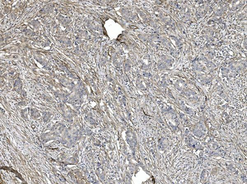 Filamin A/FLNA Antibody (monoclonal, 3F8)