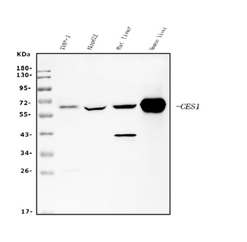 Liver Carboxylesterase 1/CES1 Antibody (monoclonal, 3F10)