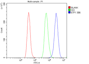 eRF1/ETF1 Antibody (monoclonal, 3B6)