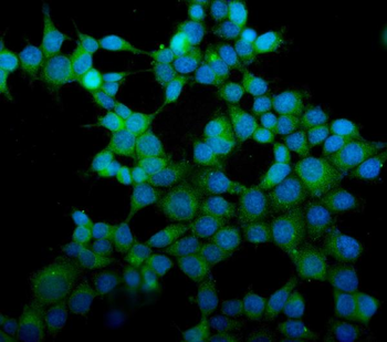 eRF1/ETF1 Antibody (monoclonal, 3B6)