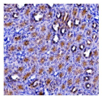 eRF1/ETF1 Antibody (monoclonal, 3B6)