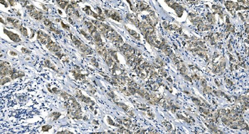 eRF1/ETF1 Antibody (monoclonal, 3B6)