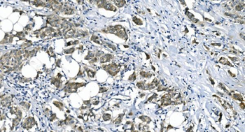 eRF1/ETF1 Antibody (monoclonal, 3B6)