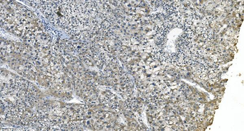 eRF1/ETF1 Antibody (monoclonal, 3B6)