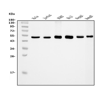 eRF1/ETF1 Antibody (monoclonal, 3E5)