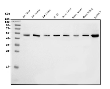 eRF1/ETF1 Antibody (monoclonal, 3E5)