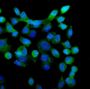 eRF1/ETF1 Antibody (monoclonal, 3E5)