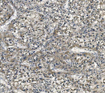 eRF1/ETF1 Antibody (monoclonal, 3E5)